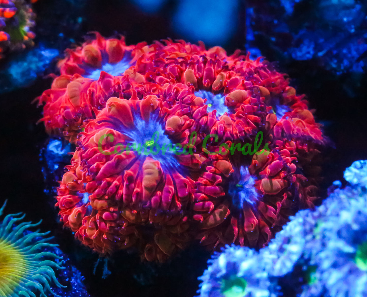 Cornbred's Red Queen Blasto