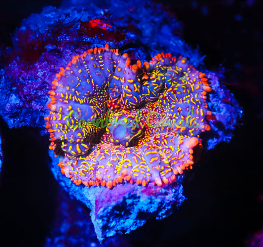 Cornbred's Solar Blast Mushroom