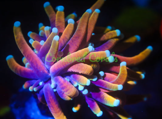 Cornbred's Dragon Soul Torch