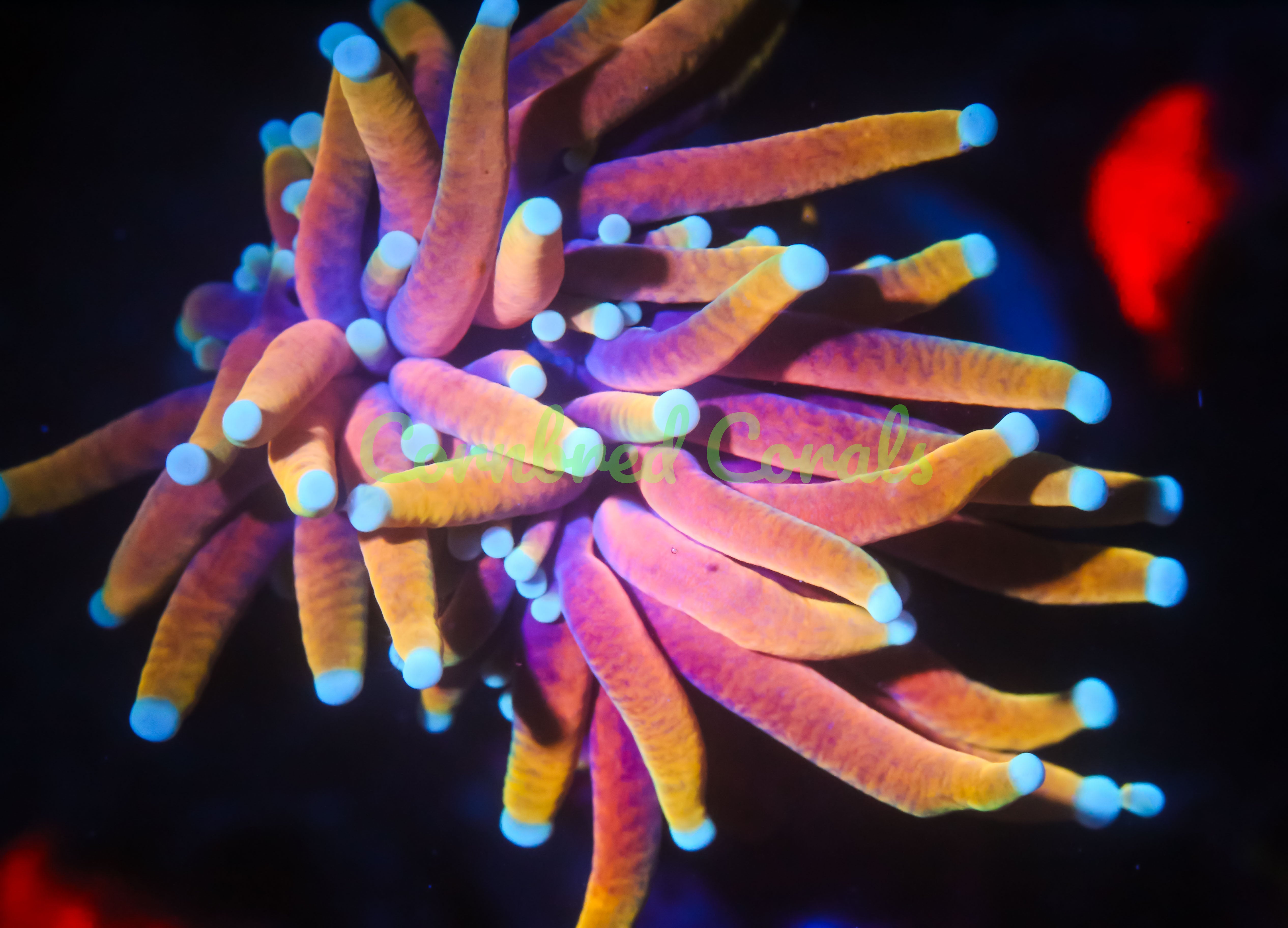 Cornbred's Dragon Soul Torch – Cornbred Corals