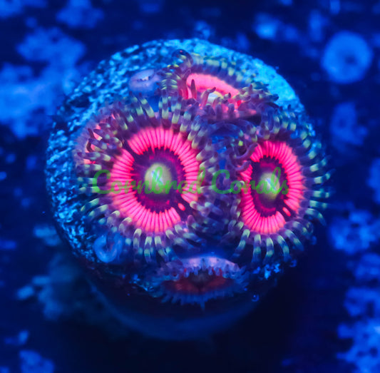 Cornbred's Pink Rave Girl Palys