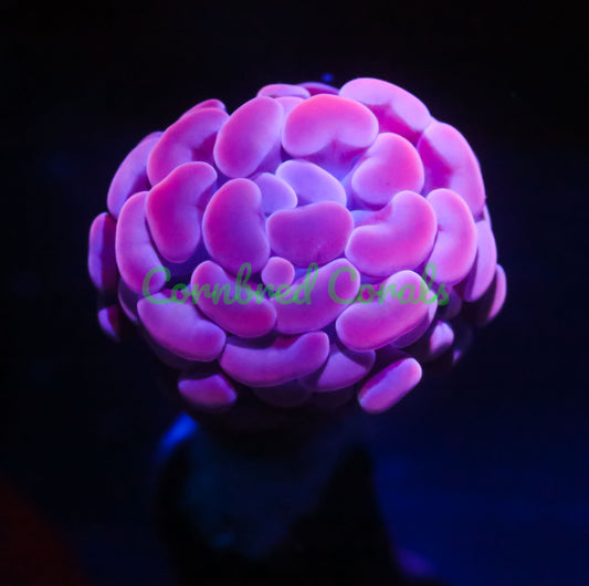 Cornbred's Pink Sunset Branching Hammer