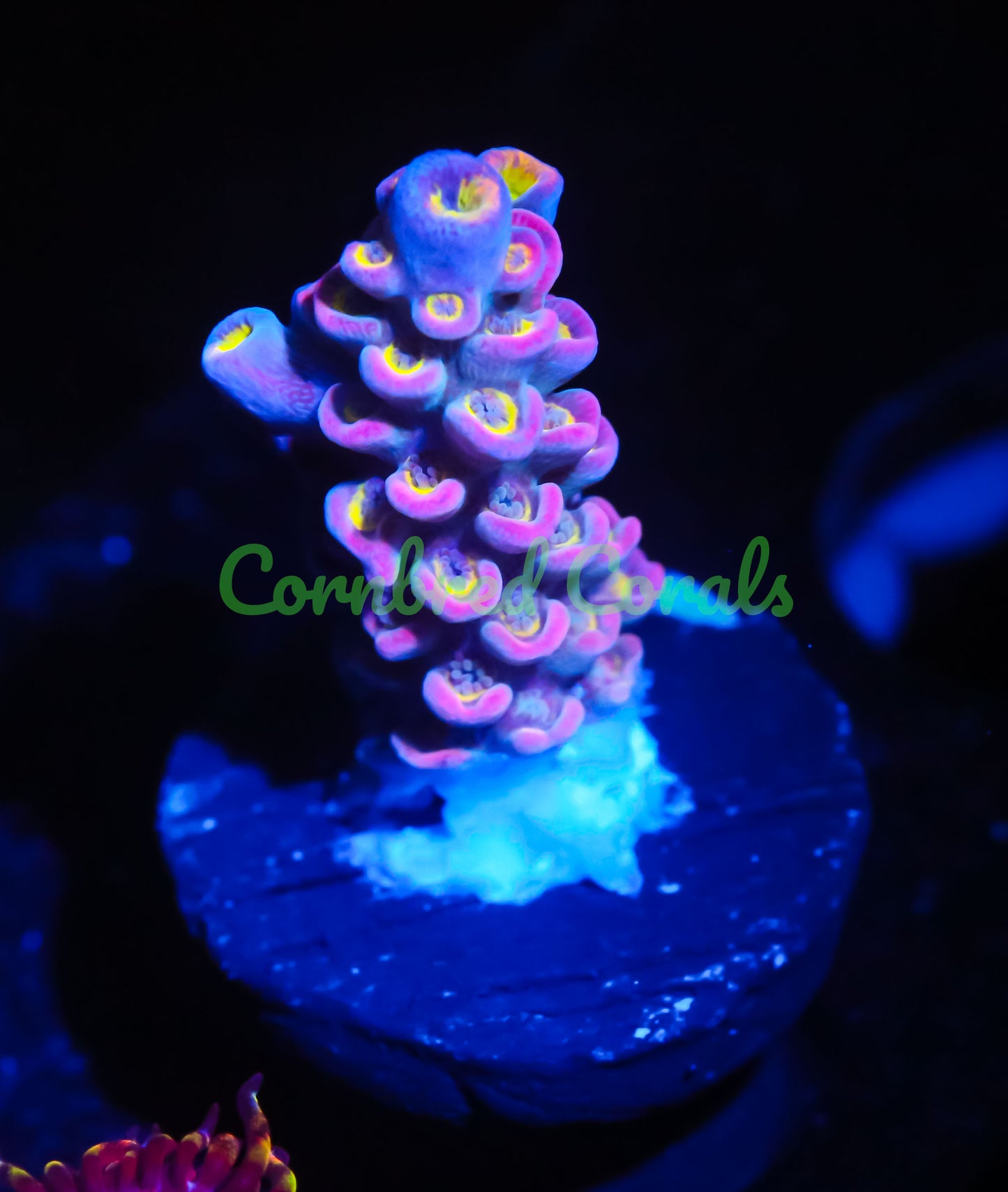 Cornbred's Unicorn Poop Acro
