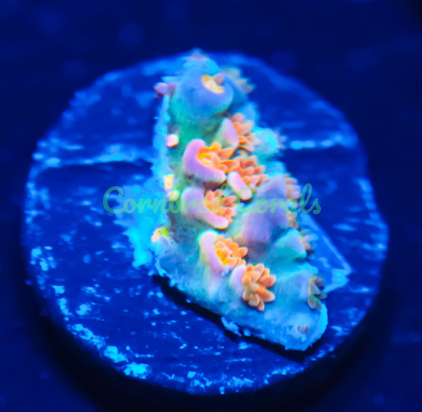 Cornbred's Walt D Acro - WYSIWYG