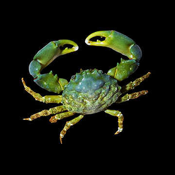Green Emerald Crab