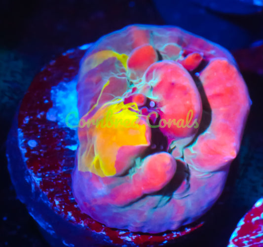 Cornbred Presents WWC's Cosmic Candy Bounce Chalice - WYSIWYG