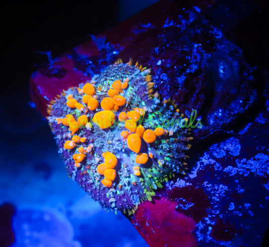 Cornbred's Sunkist Bounce Mushroom - WYSIWYG