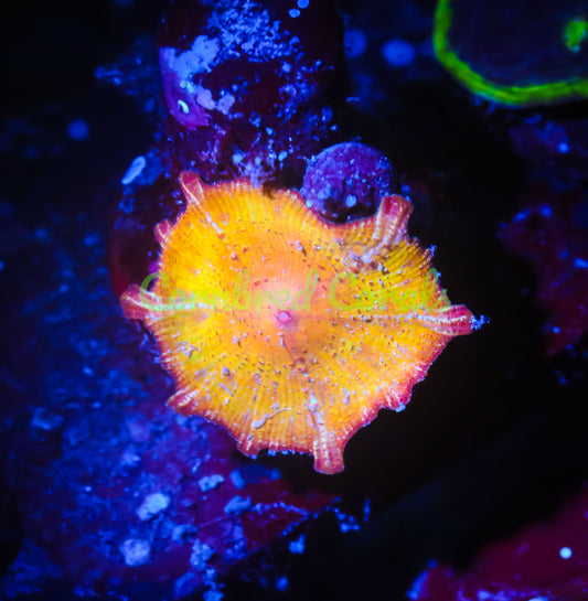 Cornbred's Rainbow Neglectus Mushroom - WYSIWYG