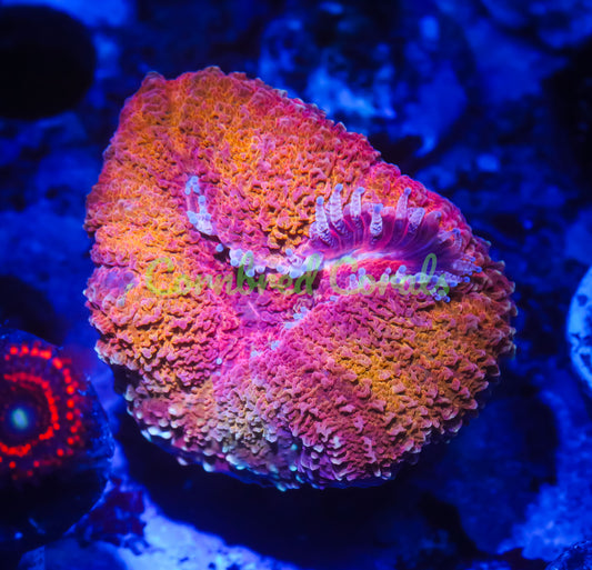 Cornbred's Iron Man Lobo - WYSIWYG