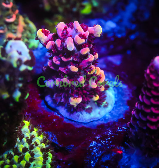 Cornbred's Mad Raver Milli - WYSIWYG