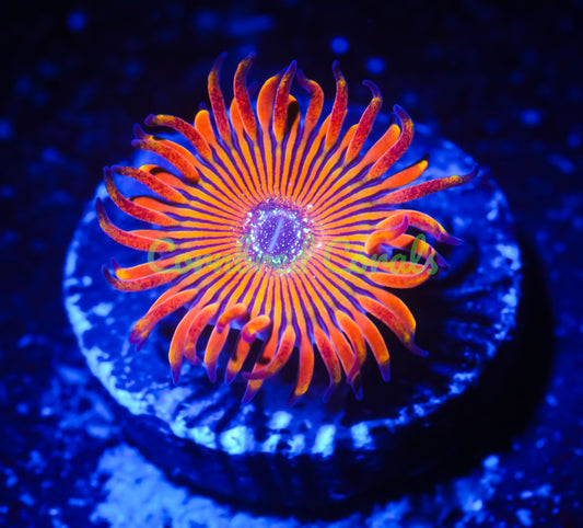 Cornbred's Orange Infusion Palys