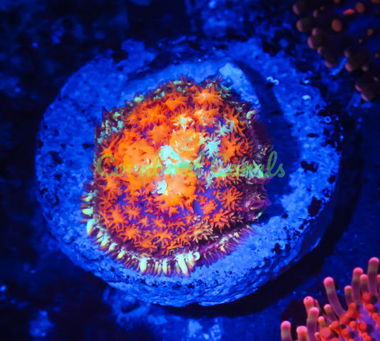Cornbred's Inferno Pin Cushion Mushroom
