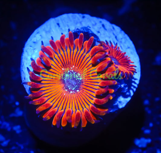 Cornbred's Orange Infusion Palys - WYSIWYG