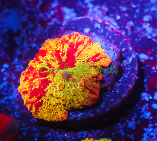 Cornbred's Rainbow Jawbreaker Bounce Mushroom - WYSIWYG