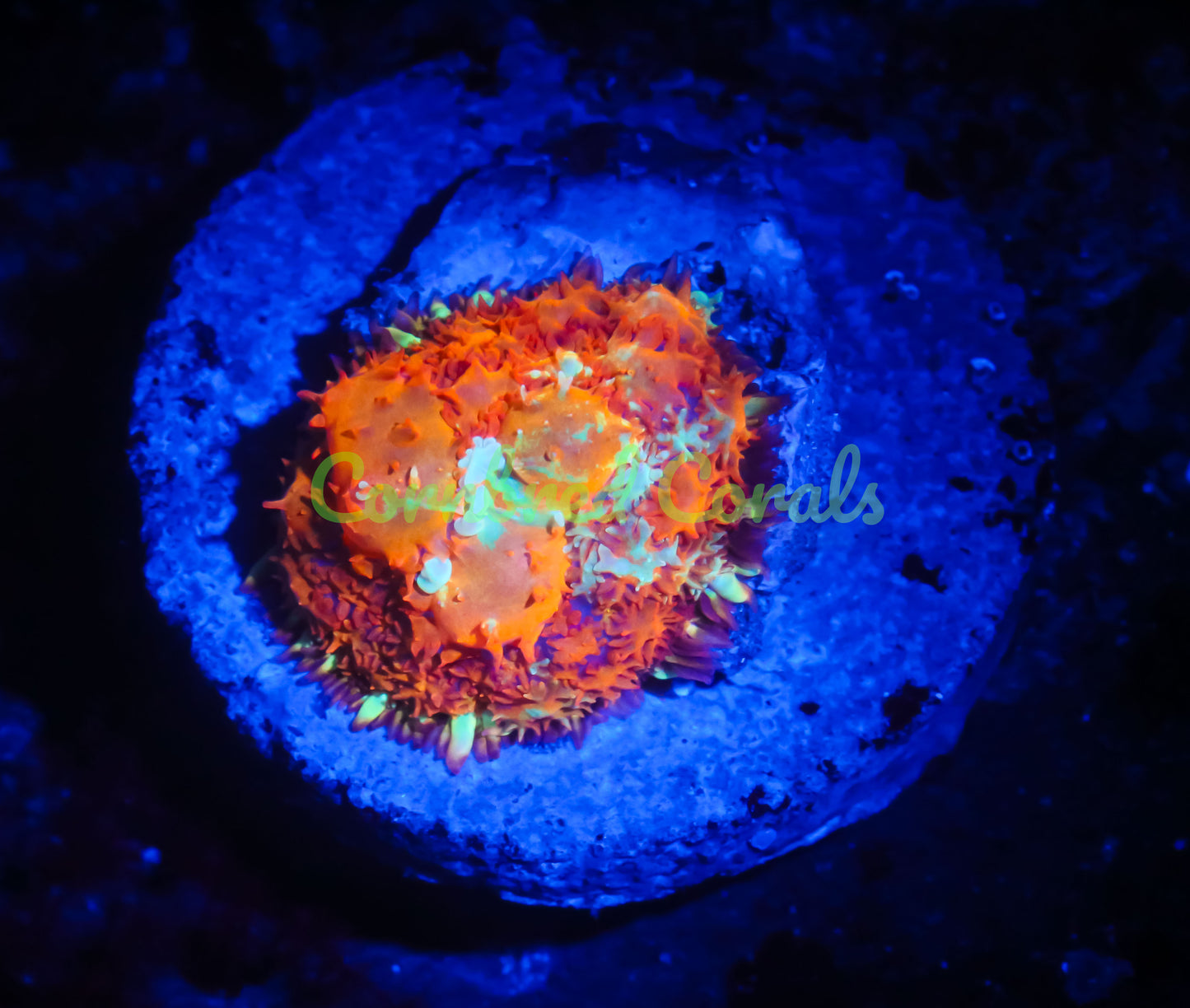 Cornbred's Inferno Pin Cushion Mushroom