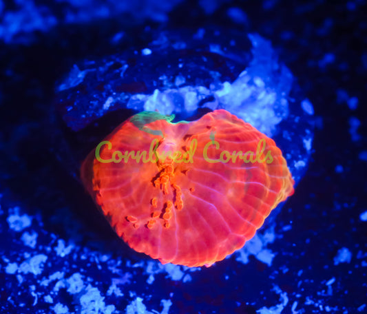 Cornbred's Candy Crush Mushroom - WYSIWYG