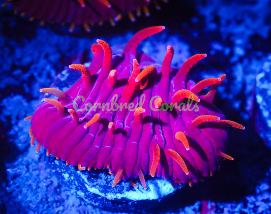 Cornbred's Rainbow Insano Diaseris Plate - WYSIWYG