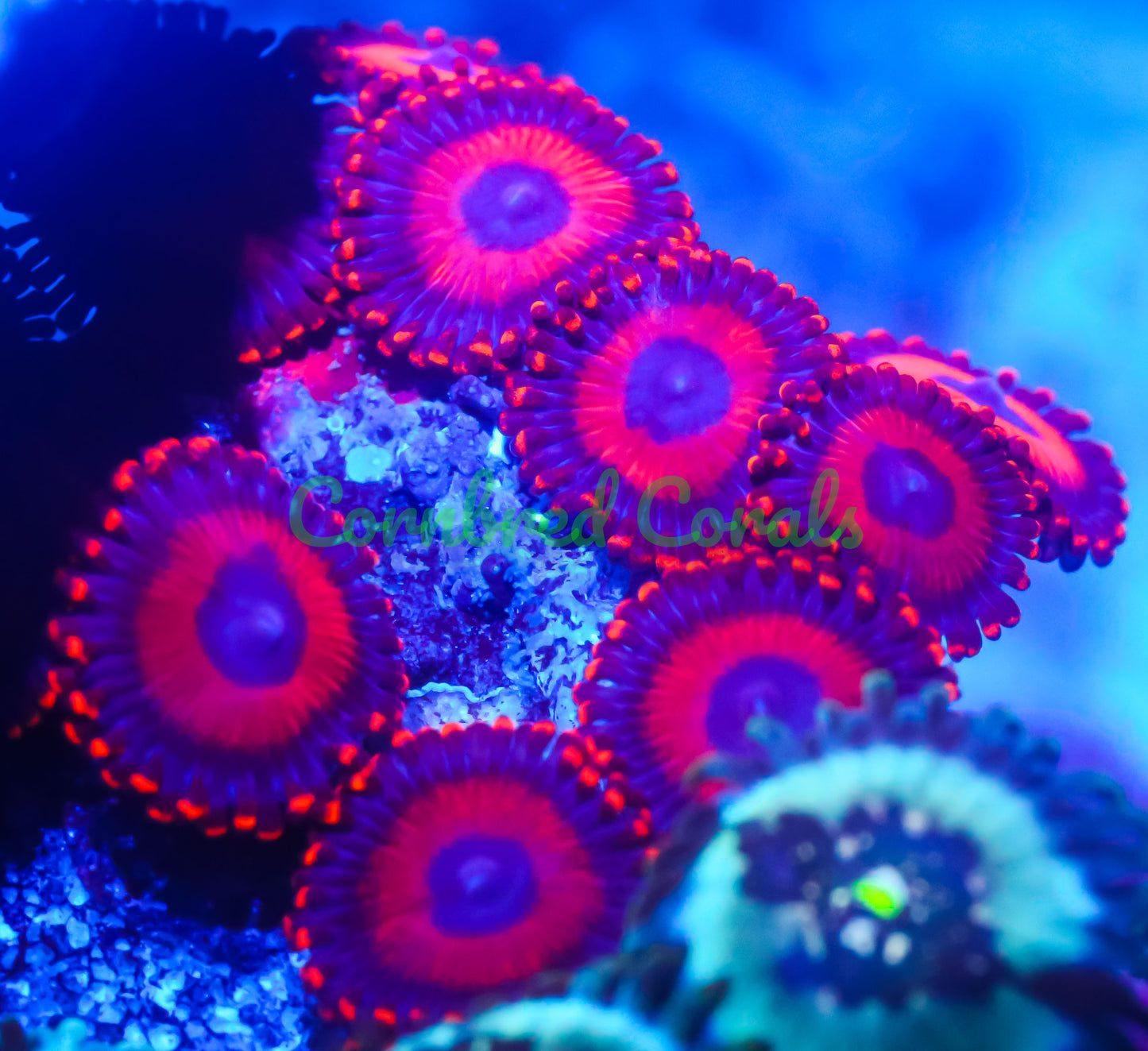 Cornbred's Red Oxide Zoas