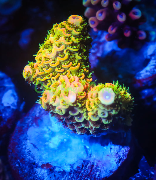 Cornbred's Lemon Sour Milli - WYSIWYG