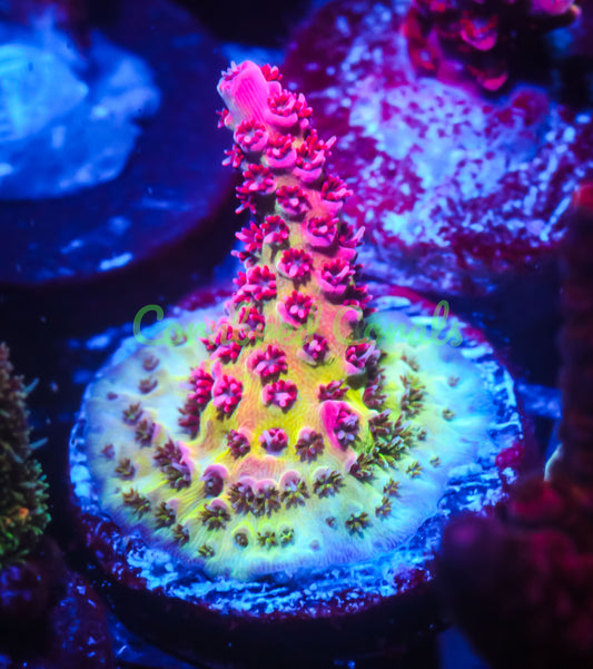 Cornbred's Dippin Dots Acro - WYSIWYG