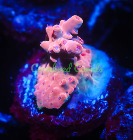 Cornbred's Tigers Blood Acro - WYSIWYG