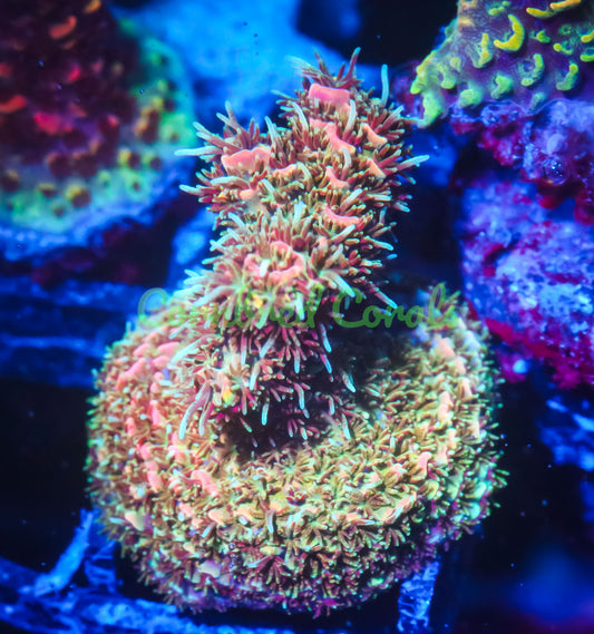 Cornbred's Creamsicle Milli - WYSIWYG