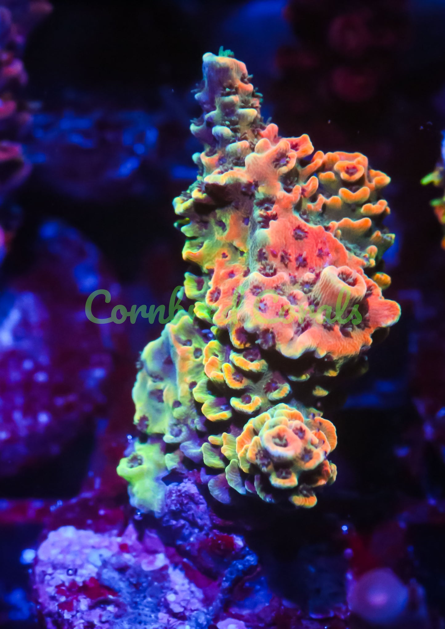 Cornbred Presents Jason Fox's Solar Flare Milli - WYSIWYG