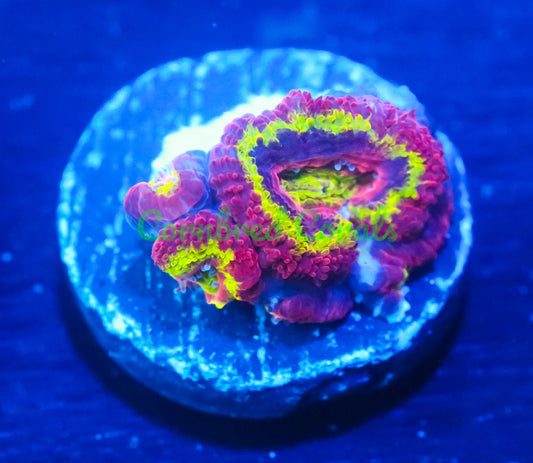 Cornbred's Twisted Fire Starter Acan - WYSIWYG