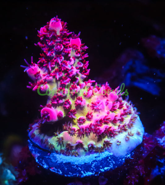Cornbred's Dippin Dots Acro - WYSIWYG