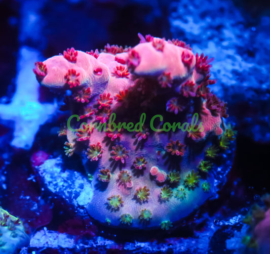 Cornbred's Tigers Blood Acro - WYSIWYG