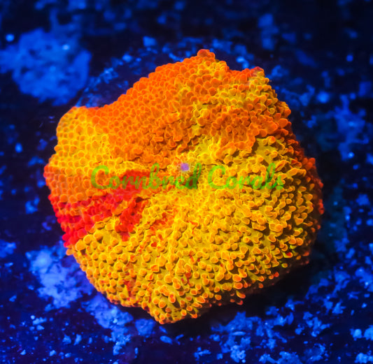 Cornbred's Rainbow Jawbreaker Mushroom - WYSIWYG
