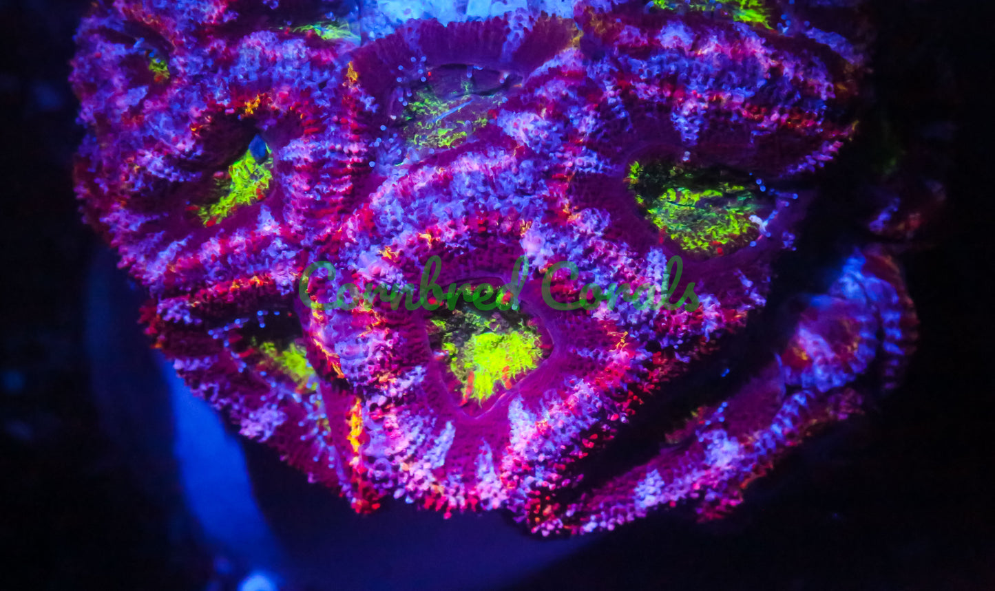 Cornbred's T-Rex Acan