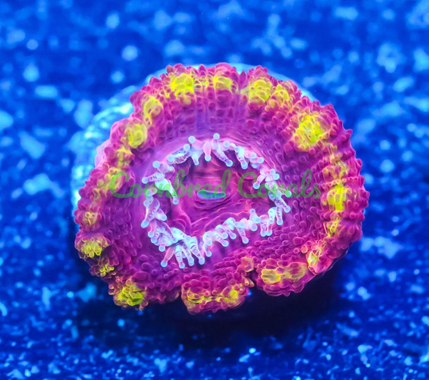 Cornbred's Ring of Fire Acan - WYSIWYG