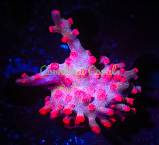 Cornbred's Branching Bleeding Rainbow Cyphastrea - WYSIWYG