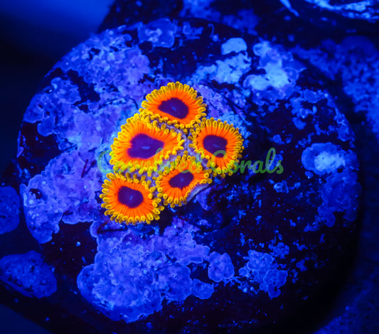 Cornbred's Great Owl Zoas