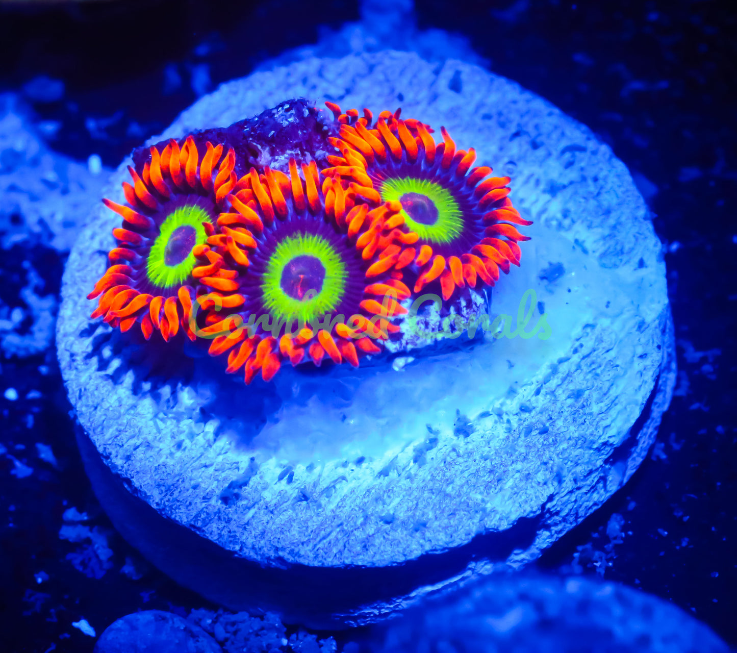 Cornbred's Ultimate Emerald on Fire Zoas