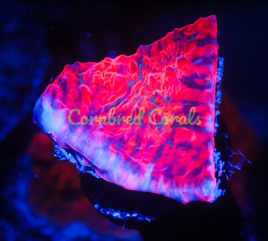 Cornbred's Red Zone Chalice - WYSIWYG