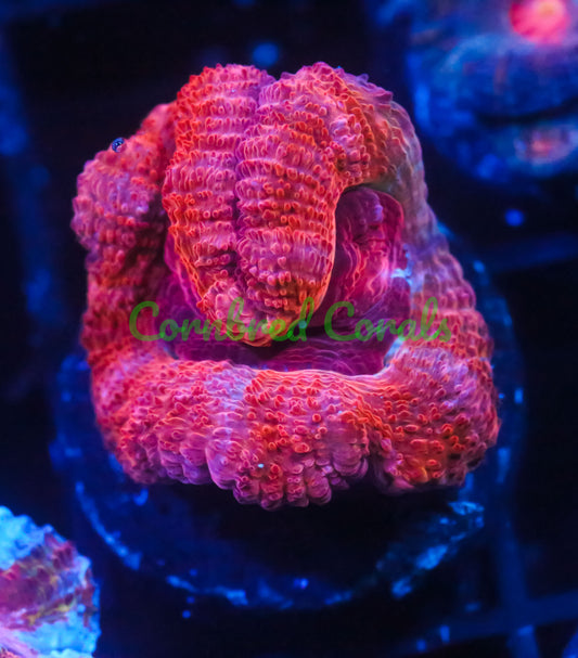 Cornbred's Orange Halo Acan - WYSIWYG