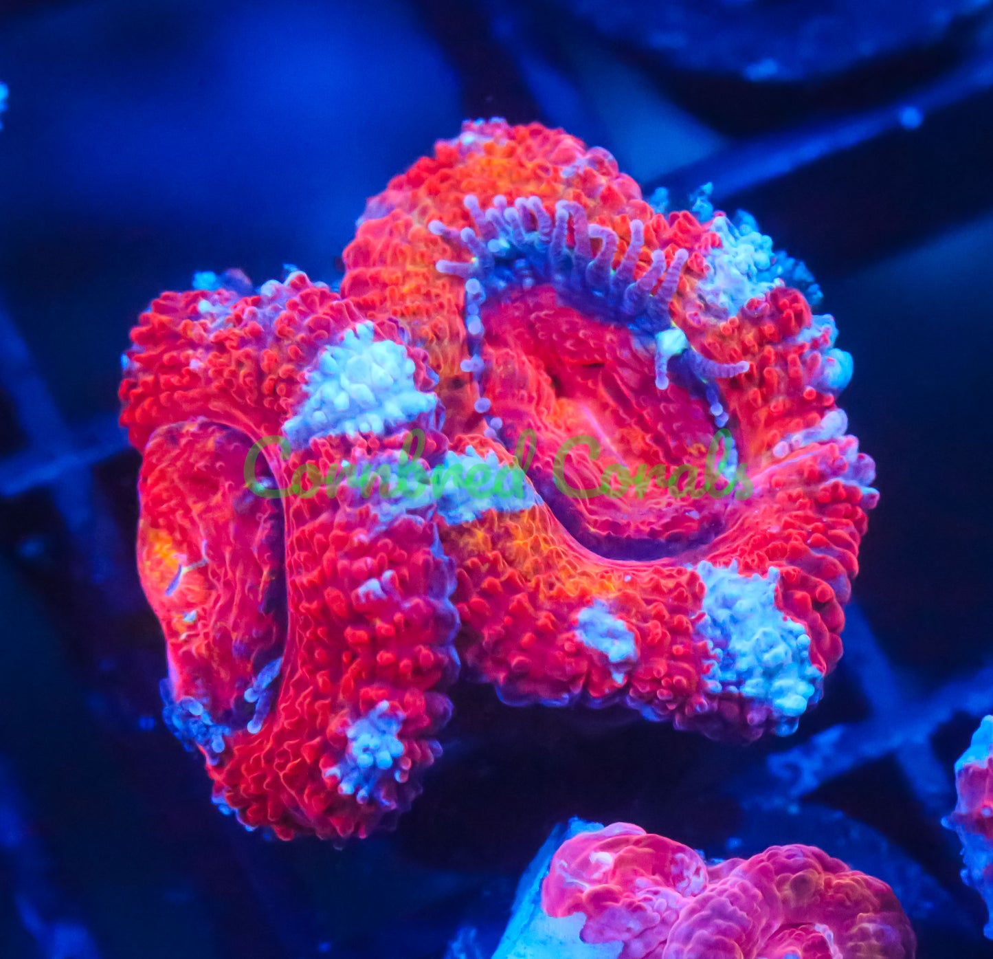 Cornbred's Ultimate Panther Chameleon Acan - WYSIWYG