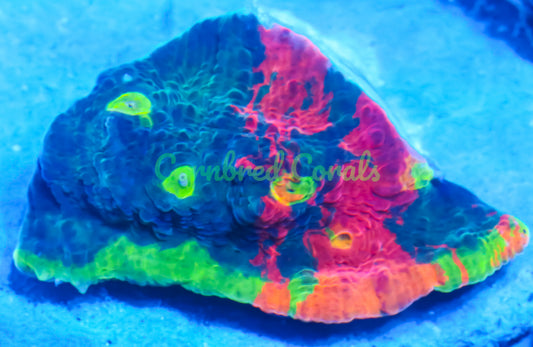 Cornbred Presents WWC's Jelly Bean Chalice - WYSIWYG