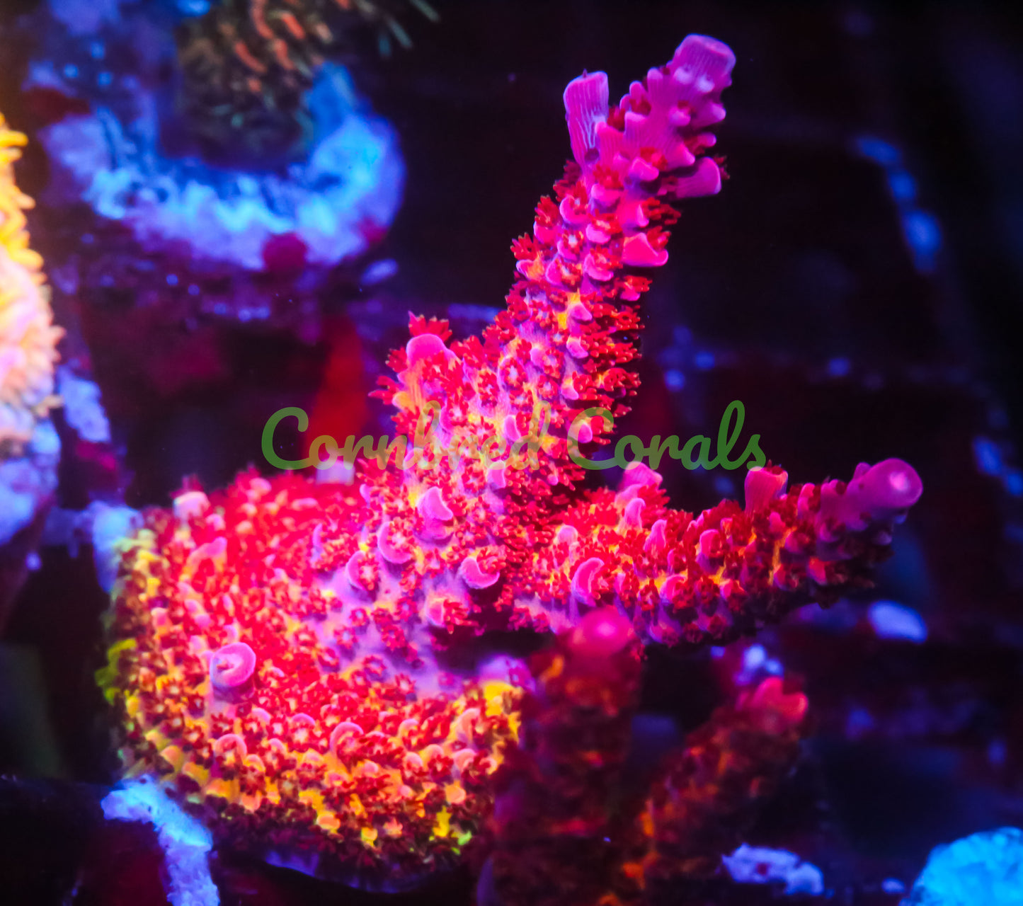 Cornbred's OMG Acro - WYSIWYG
