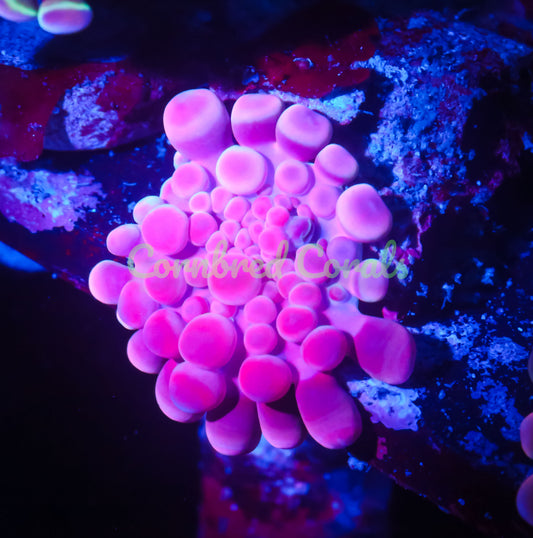 Cornbred's Pink Bubble Yum Yuma Mushroom - WYSIWYG