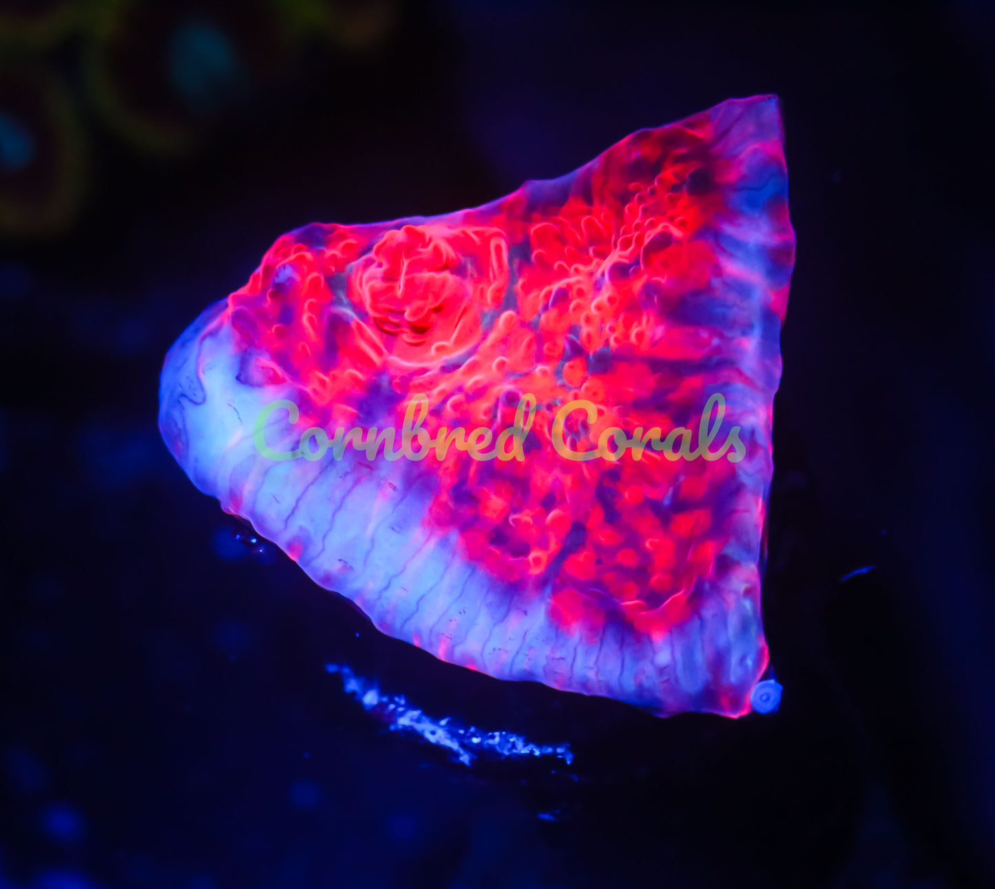 Cornbred's Red Zone Chalice - WYSIWYG