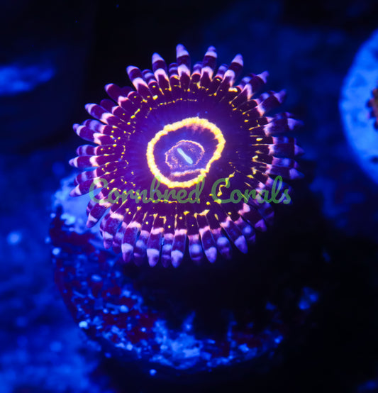 Cornbred's OG Stratosphere Paly - WYSIWYG