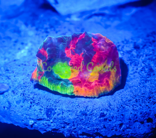 Cornbred Presents WWC's Jelly Bean Chalice - WYSIWYG
