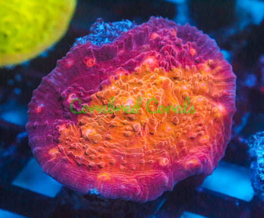 Cornbred's Pyromania Chalice - WYSIWYG - LARGE FRAG