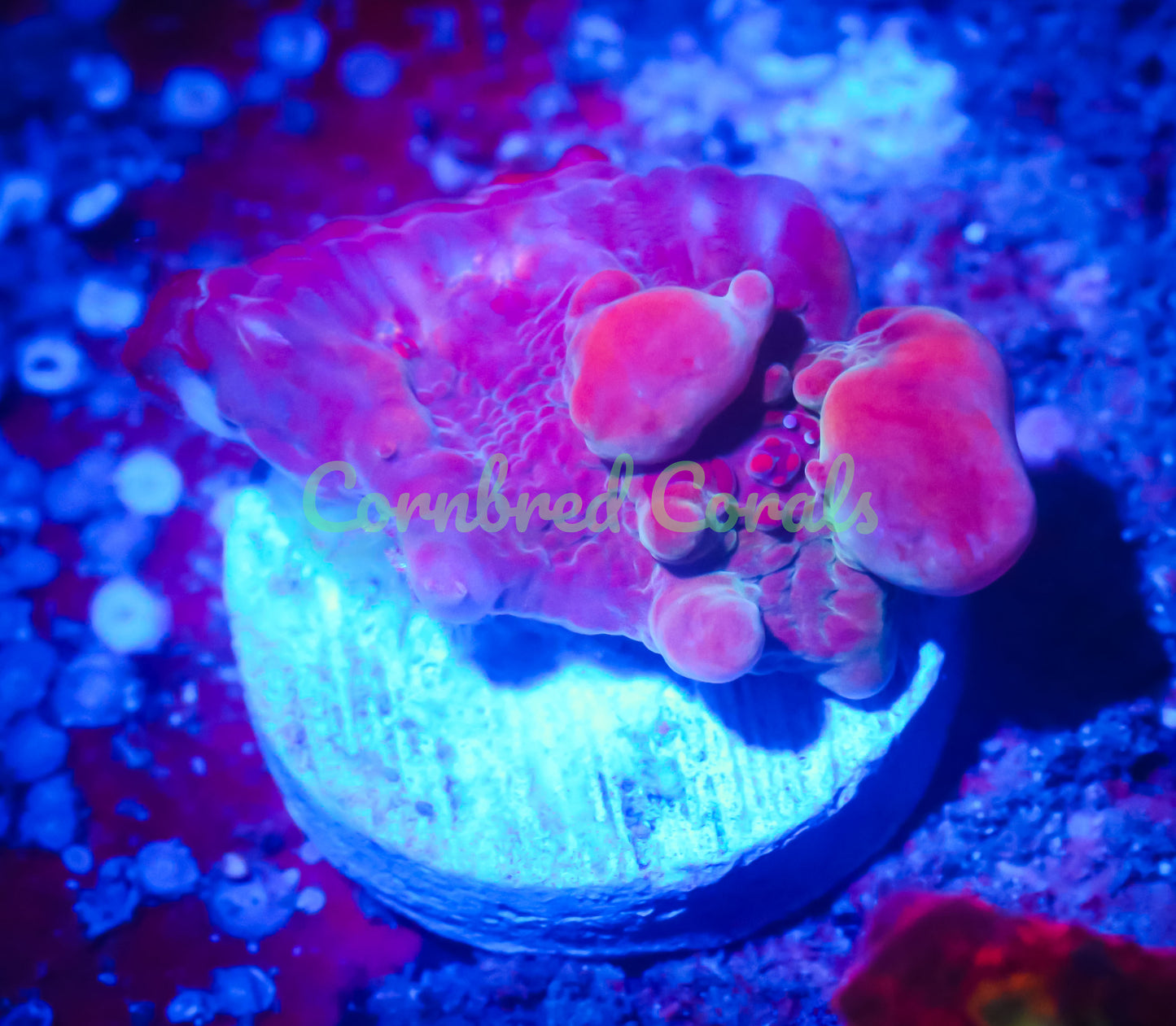 Cornbred Presents WWC's Cosmic Candy Bounce Chalice - WYSIWYG