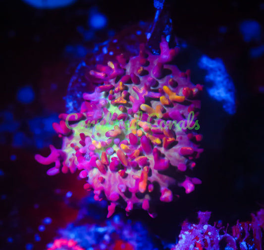Cornbred's Fire Mushroom - WYSIWYG