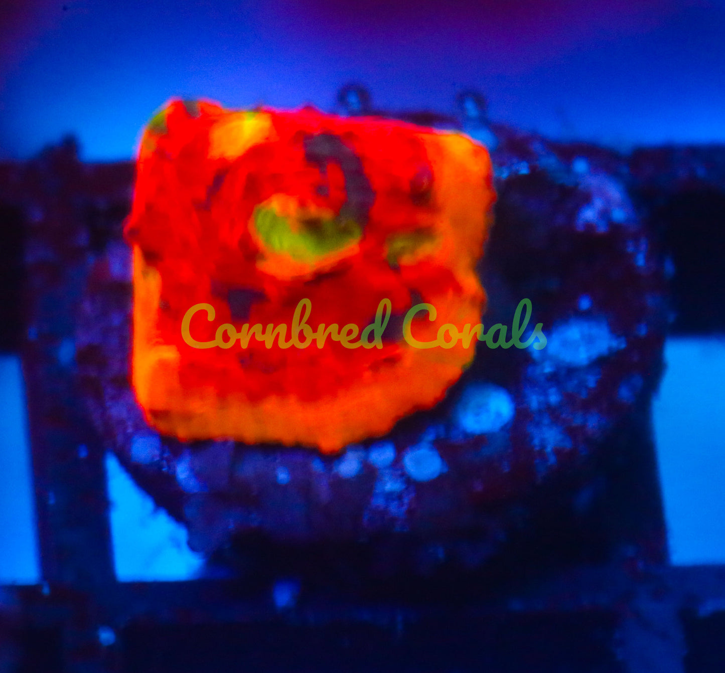 Cornbred's Rainbow Crush Chalice - WYSIWYG