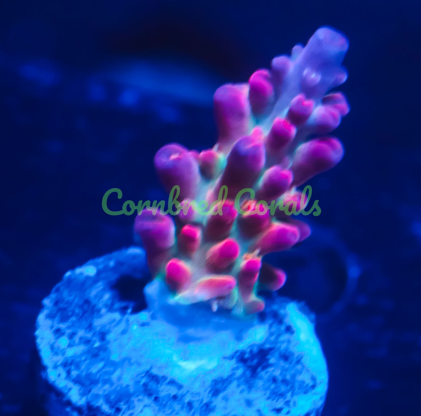 Cornbred's Birthday Cake Acro -WYSIWYG